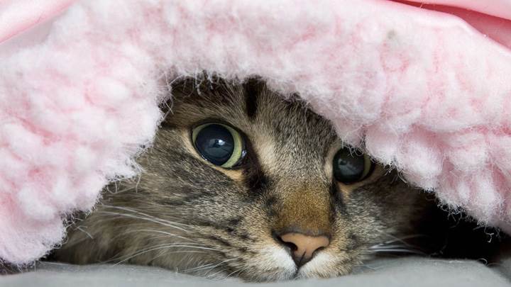 A Cat Under The Blanket Looking Cute